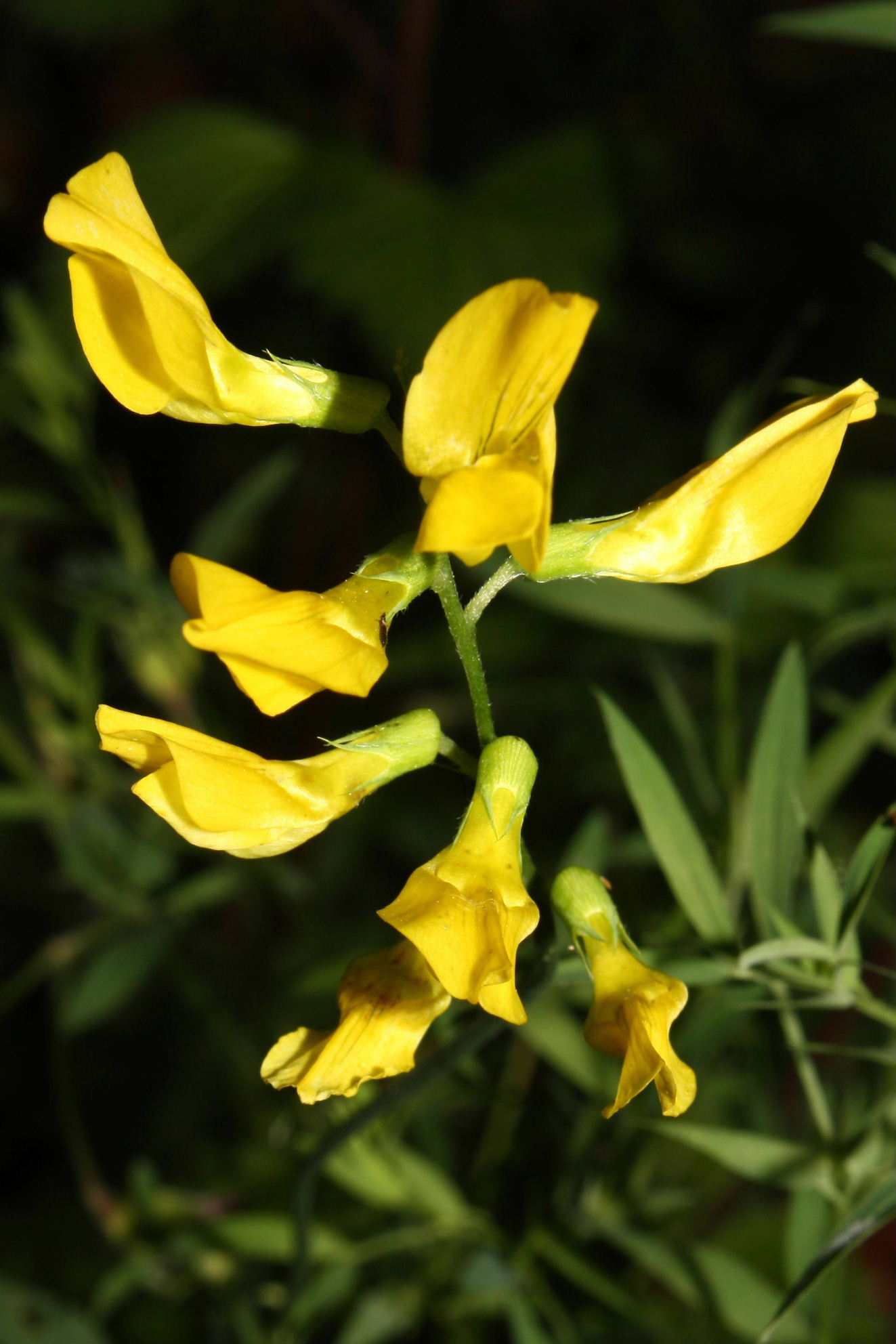 Lathyrus pratensis